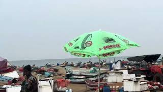 Fish 🐠 Harbour chennai 🚩🏖️| Chennai #fish #beach #sea #seasore #fishing #chennai #weeknd 