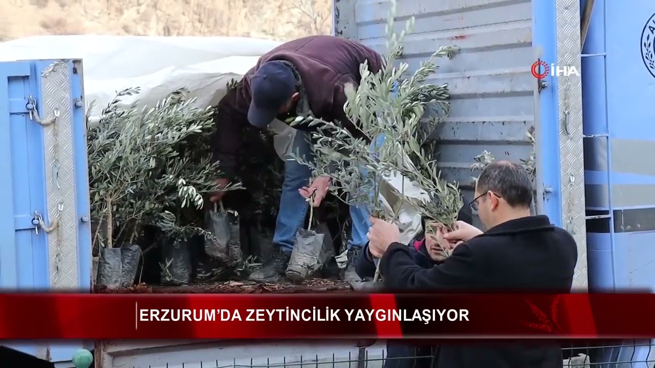 Erzurum’da zeytincilik yaygınlaşıyor