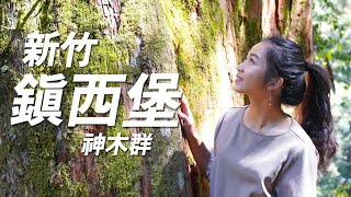 新竹鎮西堡｜司馬庫斯追櫻失敗,但意外發現超美神木步道