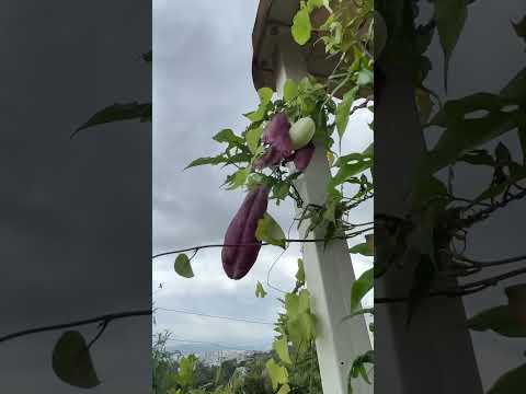 Video: Aristolochia Darth Vader augalas – sužinokite apie Darth Vader vamzdžių gėles