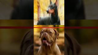 Doberman VS dogue de bordeaux  #short #dogs #viral
