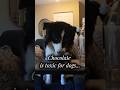 Hot chocolate for dogs?