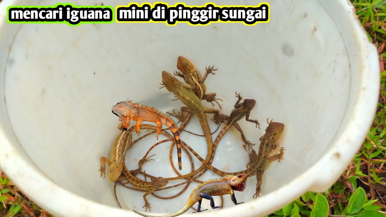 IGUANA MINI TELAH MENYEBAR KE INDONESIA