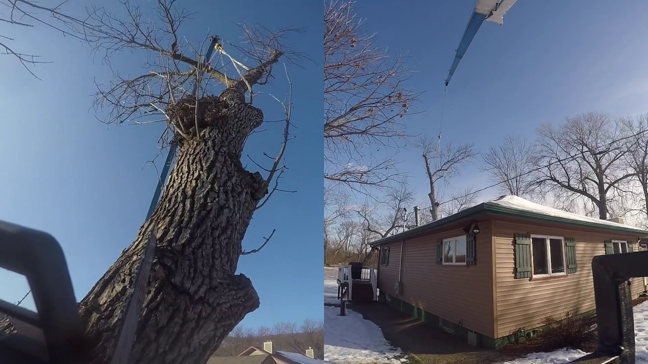 Tree Removal with Crane - YouTube