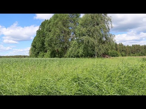 ASMR Garden View & Sounds | Relaxing Sleep Meditation | Wind, Nature and Traffic | Country Idyll