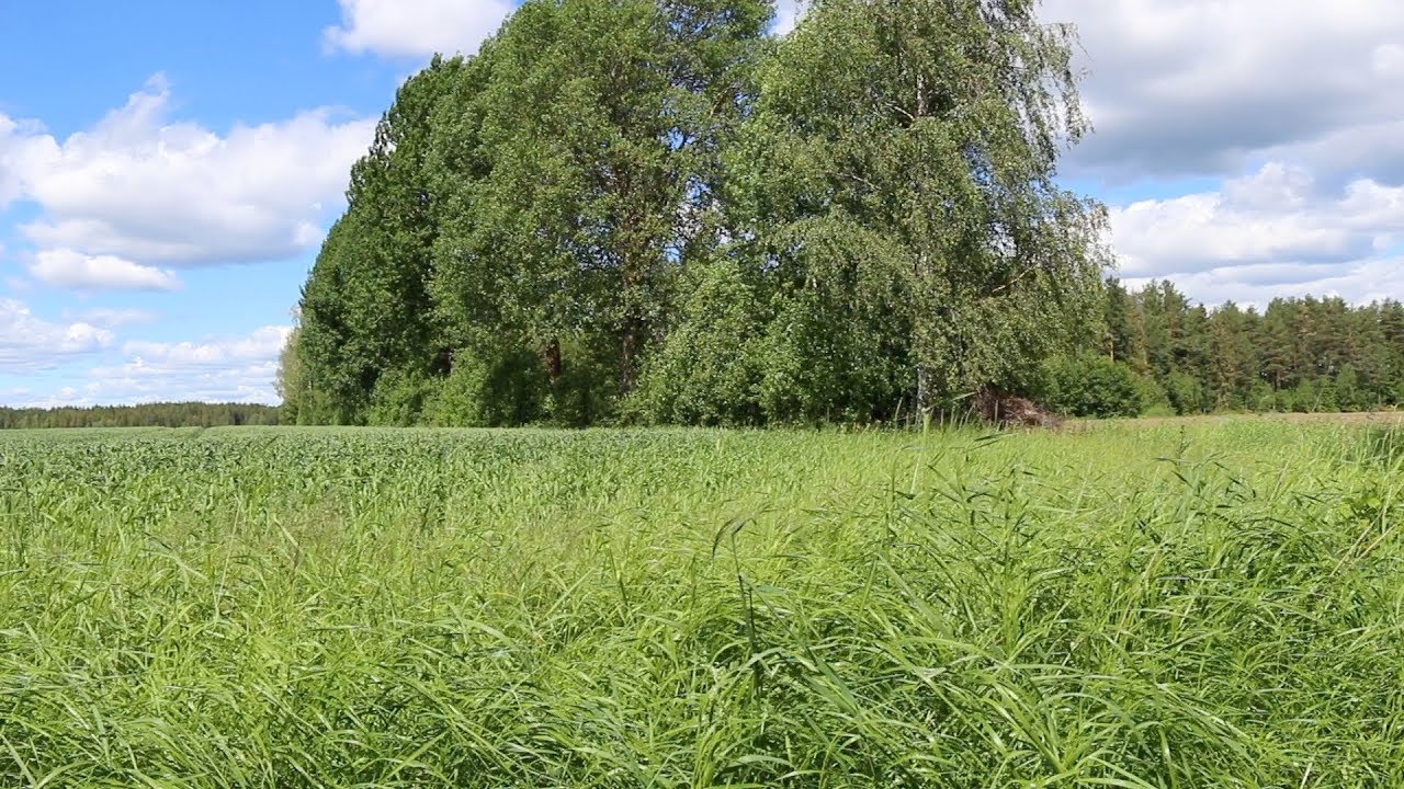 ASMR Garden View & Sounds | Relaxing Sleep Meditation | Wind, Nature and Traffic | Country Idyll