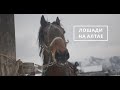 Как куют лошадей на Алтае