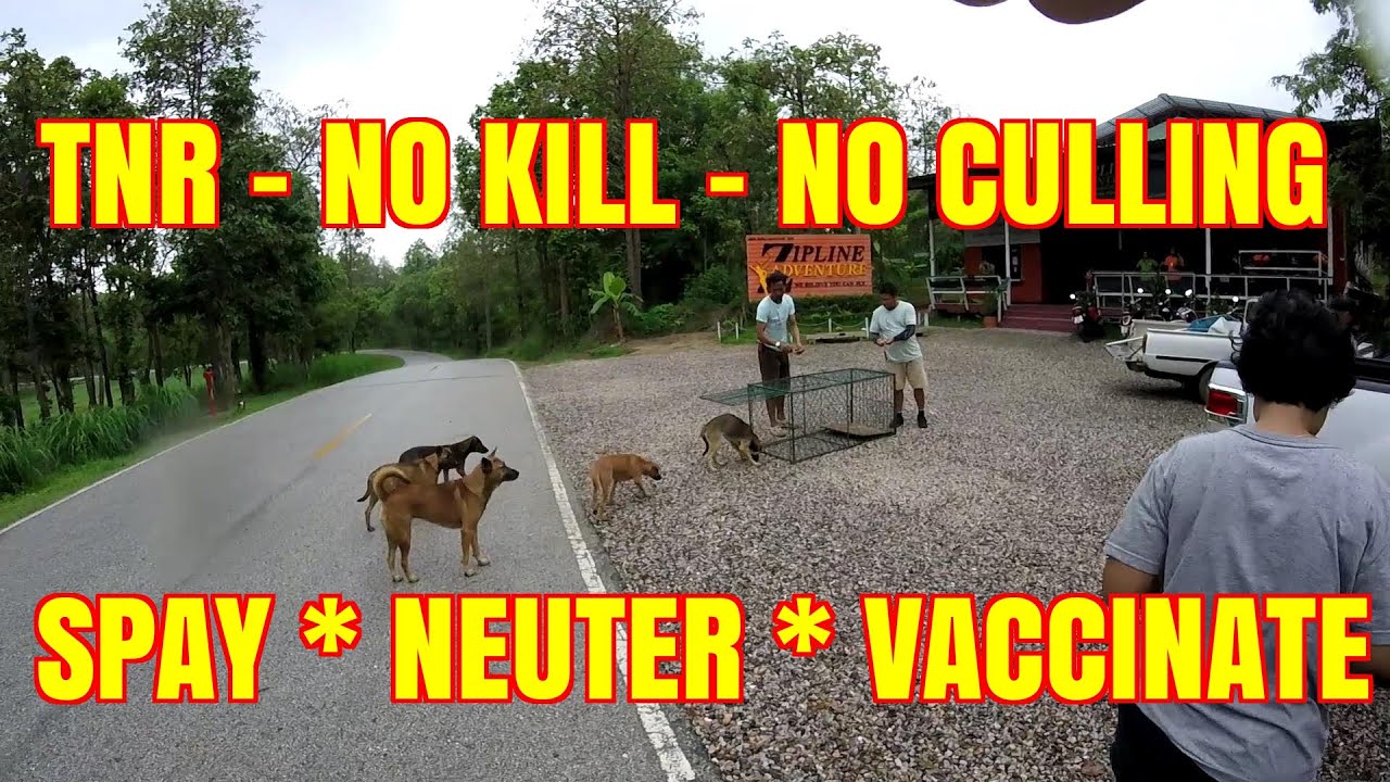 TNR NO KILL Population Control - Thailand