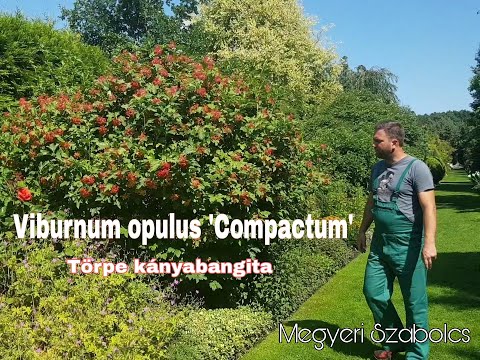 Videó: Ehetőek a viburnum virágai?
