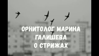 видео: О стрижах: орнитолог Марина Галишева #Cтрижи картинка: О стрижах: орнитолог Марина Галишева #Cтрижи