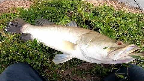 đấu cá bình đại bến tre