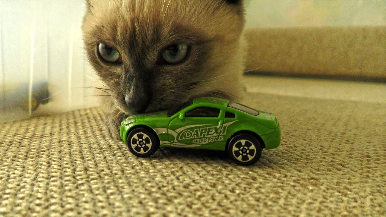 Cars and Cat YouTube