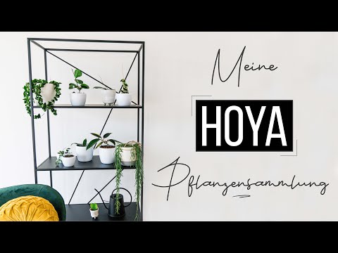 Video: Hoya, Wachs-Efeu - Anbau Und Arten