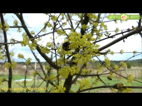 Video: Augalai yra vėjo apdulkinami. kuklios pavasario gėlės