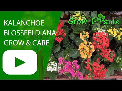 Kalanchoe blossfeldiana - How to grow