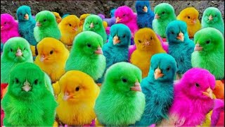 World Cute Chickens, Colorful Chickens, Rainbows Chickens, Cute Ducks, Cat, Rabbits,Cute Animals