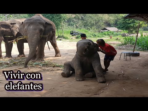 Vídeo: Los Mejores Santuarios éticos De Elefantes En Tailandia: Chiang Mai, Cerca De Bangkok