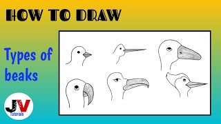 bird beaks  Bird beaks Bird book Bird beaks drawing