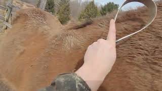 shedding out horse