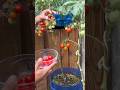 🍅🌱“Do quintal à mesa: como uma horta de tomate pode trazer economia, saúde e renda dentro de casa”