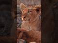 Galti ya himmat? Is cub ne cheetah ko hi challenge kar diya… #wildlife #junglelife #ytshorts