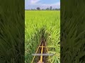 Rice Field Path Marking for Crop Management