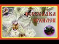 97.Пересадка орхидеи. /Orchid transplant