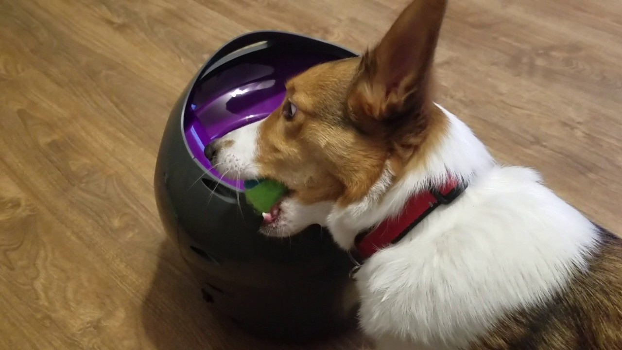 corgi tennis ball