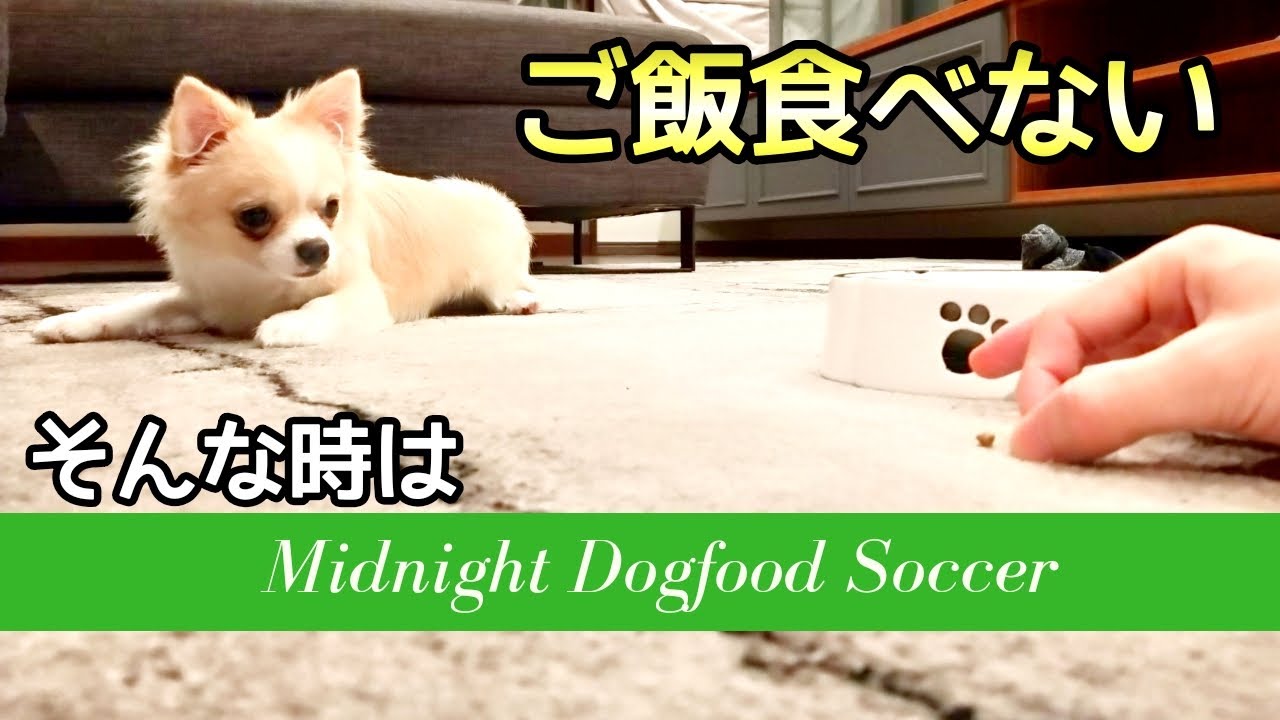 【子犬】【ご飯食べない】まさかの方法で子犬にご飯を食べさせる！？ YouTube