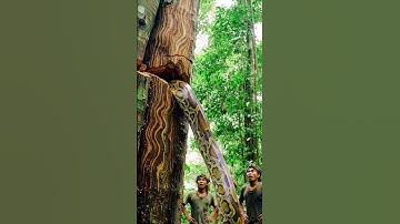 Have you ever seen a chainsaw handle a monster tree? #woodworking#chainsaw#treecutting