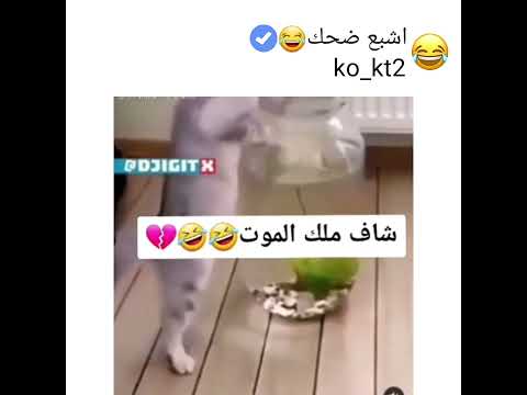 القط او البس شاف ملك الموت ضحك لا نهائي 