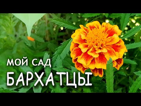 Vídeo: Tagetes