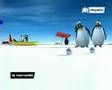 Pigloole ragga des pingouins