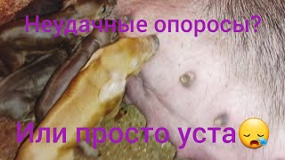 Олени 😍 Дохнут поросята. Одна на хозяйстве