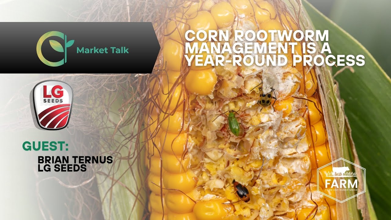 Corn Rootworm Management is a Year-Round Process Corn Rootworm Management is a Year-Round Process