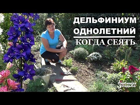 Видео: Характеристики на отглеждане на делфиниум от семена (28 снимки): кога и как да го засадите? Как да отглеждаме делфиниум у дома за разсад?