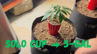 How I Transplant Cannabis Plants Into 5 Gallon Pots