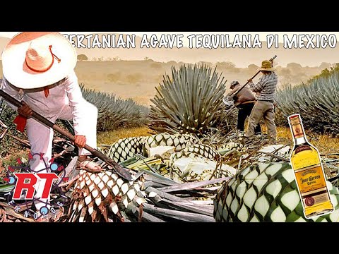 Video: Bisakah kamu memotong batang agave?