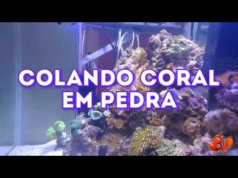 Vídeo: Renda Coral Em Pedra
