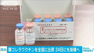 豚コレラのワクチン発送　24日にも接種開始へ(19/10/23)