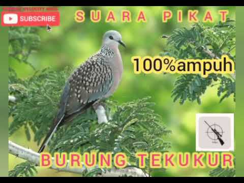 suara pikat burung tekukur, durasi panjang // buat masteran