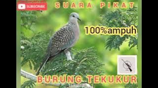 suara pikat burung tekukur, durasi panjang // buat masteran