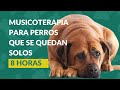  musicoterapia para perros que se quedan solitos  8 horas de msica para perros perrhijos