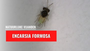 Encarsia formosa | Natuurlijke vijand