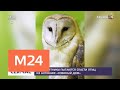 Зоозащитники пытаются спасти птиц из антикафе "Совиный дом" - Москва 24