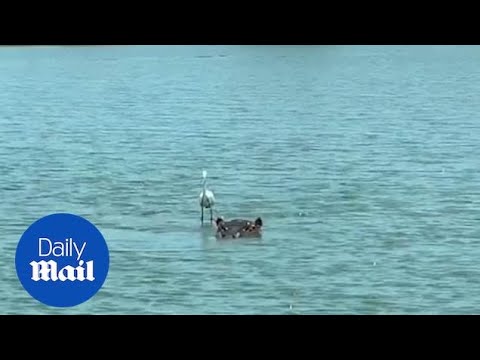 Crafty heron hitches ride on a swimming hippo's back