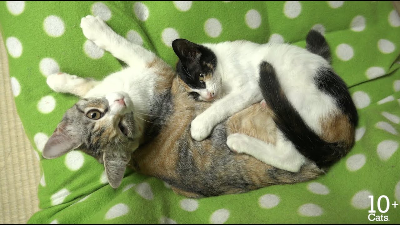 里親さんのところへ行った三毛猫の子猫ちゃん - YouTube