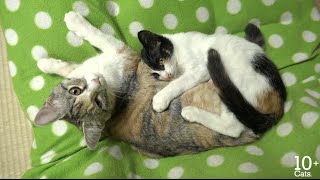 里親さんのところへ行った三毛猫の子猫ちゃん - YouTube