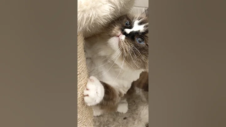 Video 11625371: cat blue eyes, blue cat love, cat wonderful, blue cat playing