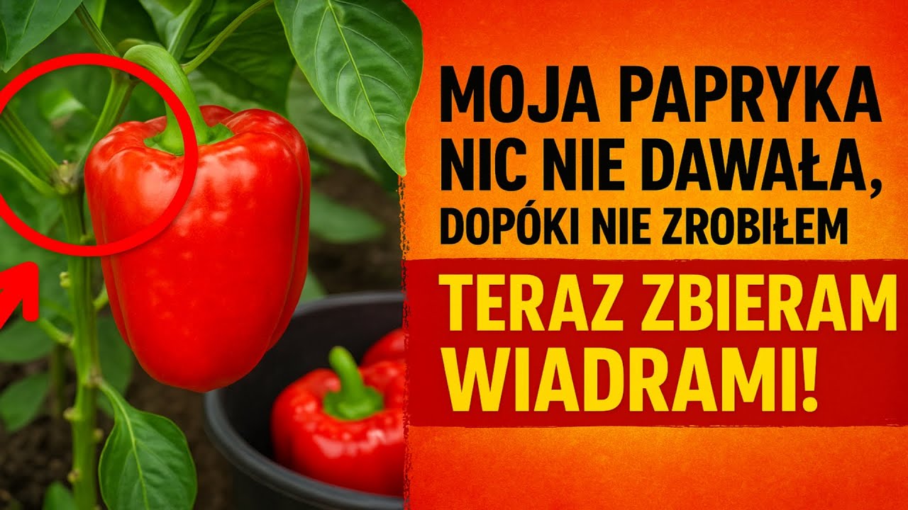 Moja papryka nic nie dawała, dopóki nie zrobiłem TEGO. Teraz zbieram wiadrami!